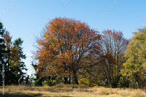 Goldener Herbst am Altkönig im Taunus mit Bikern