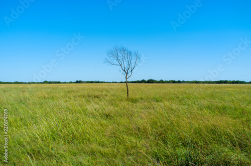 Lone Tree on Plains