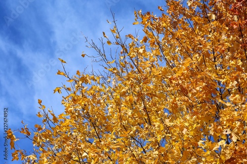Maple in October.
