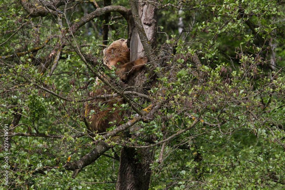 Fototapeta premium Wildpark Poing