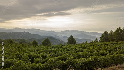 Bild auf Leinwand Priorat winefields zone 39