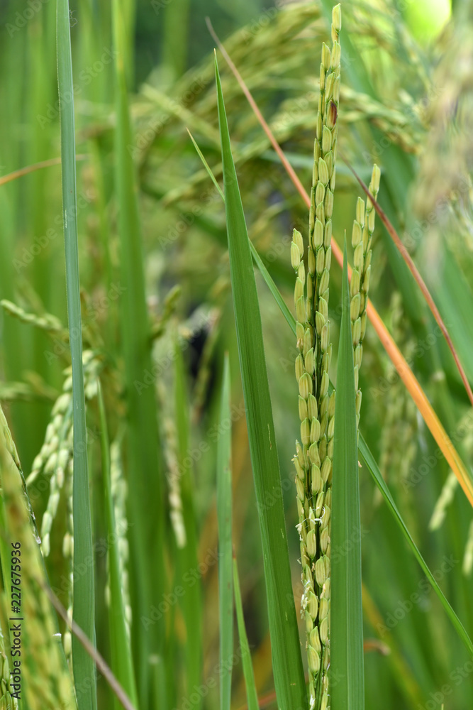 Rice in the Field Ripening for Harvest Rice in the Field Ripening for Harvest
