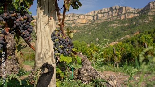 Priorat winefields zone 24