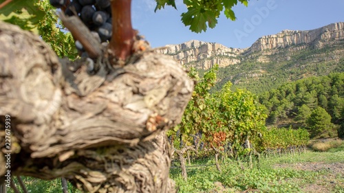 Priorat winefields zone 21 photo