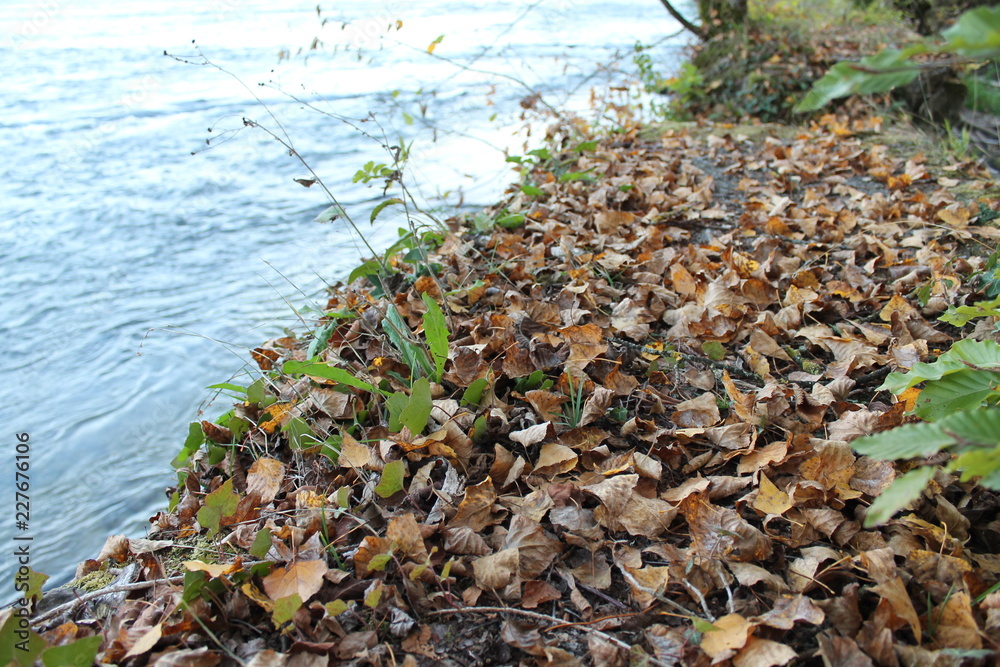 Herbstblätter am Rhein