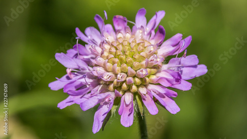 Flower in summer