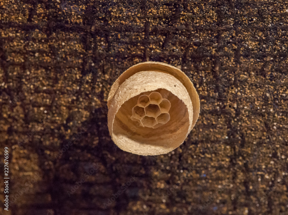 Wasp Nest under construction