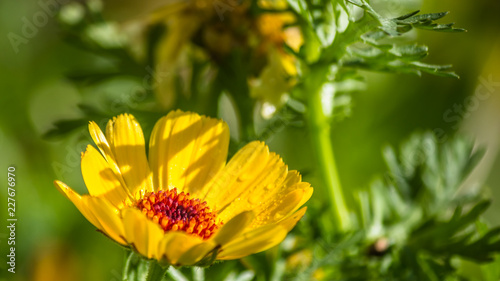 Flower in summer