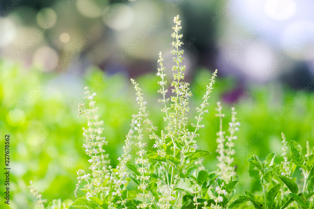 Holy Basil, Hot Basil, Thai Basil, Ocimum sanctum Holy Basil, Hot Basil, Thai Basil, Ocimum sanctum