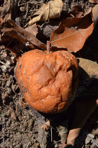 Fauler Apfel mit Blatt