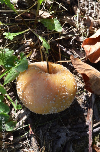 Fauler Apfel Herbst