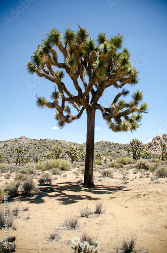 Joshua Trees in Joshua Tree National Park in Southern California on a sunny summer day in the Mojave desert
