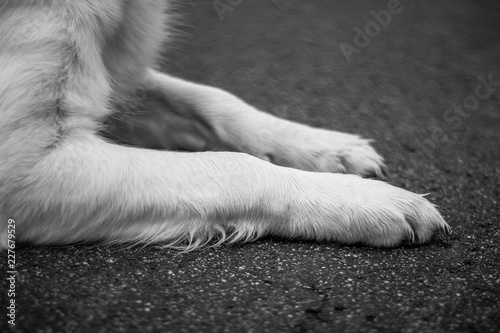 Golden Retriever Paws