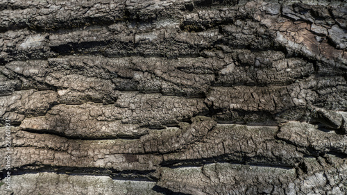 Embossed texture of the brown bark of a tree 