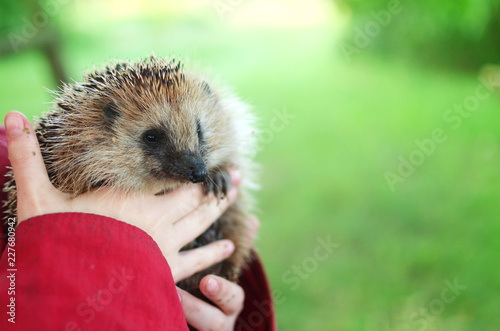 hedgehog in the hands of women