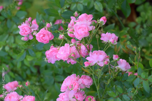 vintage pink rose bush with lovely flowers, bright pink climbing rose flowers in early autumn in germany, eden roses