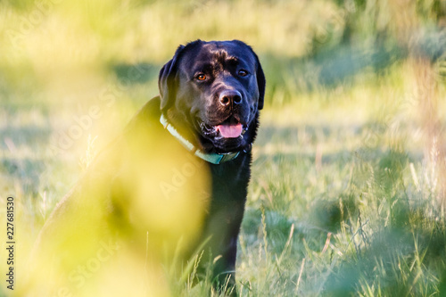 Schwarzer Labrador sitzend vor grünem Hintergrund