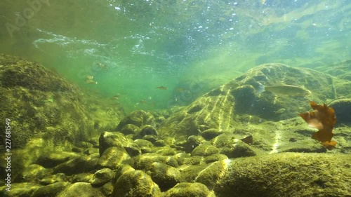 Freshwater fishes underwater in a rocky flowing river, La Muga, Girona, Alt Emporda, Catalonia, Spain photo