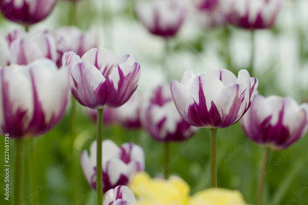 beautiful tender white-purple motley tulips in the field
