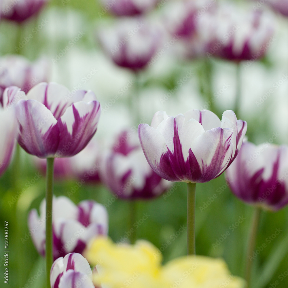 beautiful tender white-purple motley tulips in the field beautiful tender white-purple motley tulips in the field