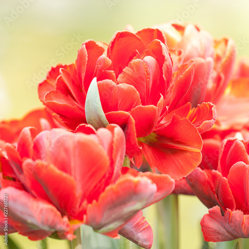 wonderful fluffy red tulips in a sunny spring field
