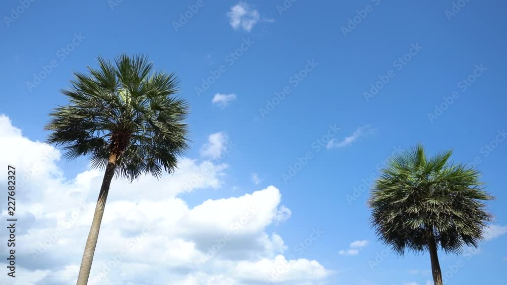 Tropical palm trees and wind blowing palm leaves with blue sky and white clouds.