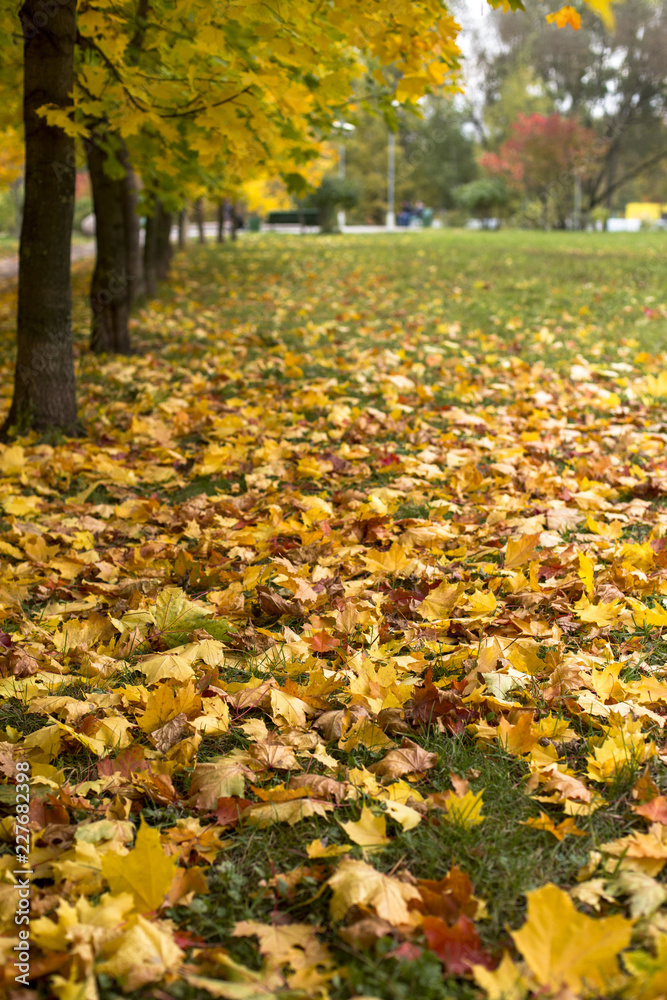 Autumnal yellow leaves on tree in forest Autumnal yellow leaves on tree in forest