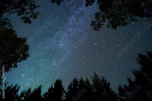 Milky way and stars above treetops.