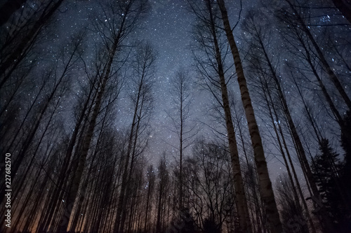 Stars above winter forest. photo