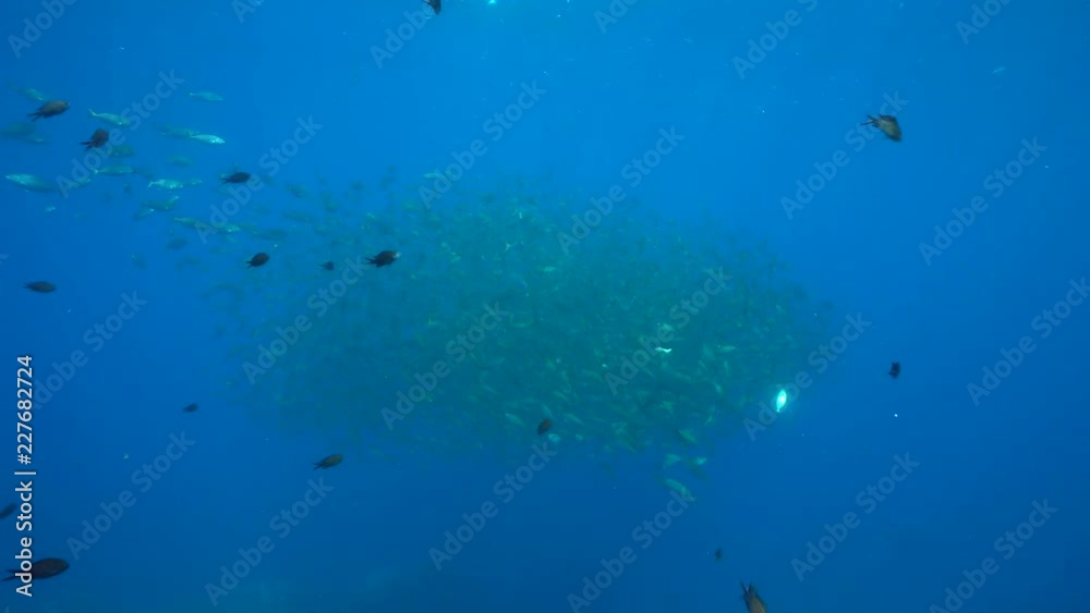 Underwater a dense school of fish (dreamfish Sarpa salpa) in the blue of the Mediterranean sea, Pyrenees-Orientales, Roussillon, France