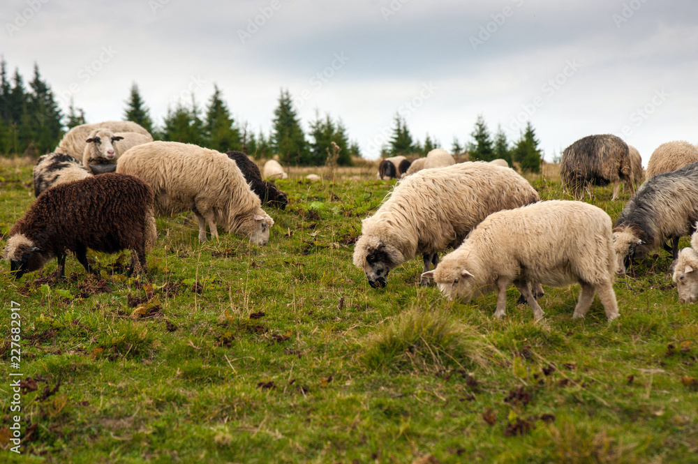 Herd of sheep graze on green pasture in the mountains. Young white and brown sheep graze on the farm. Herd of sheep graze on green pasture in the mountains. Young white and brown sheep graze on the farm.