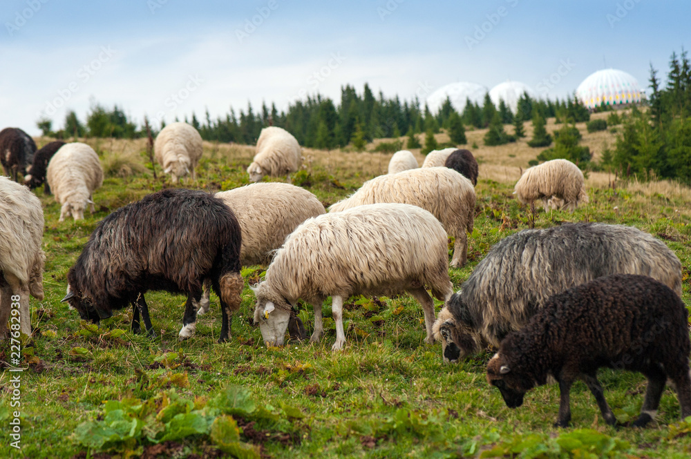 Herd of sheep graze on green pasture in the mountains. Young white and brown sheep graze on the farm. Herd of sheep graze on green pasture in the mountains. Young white and brown sheep graze on the farm.