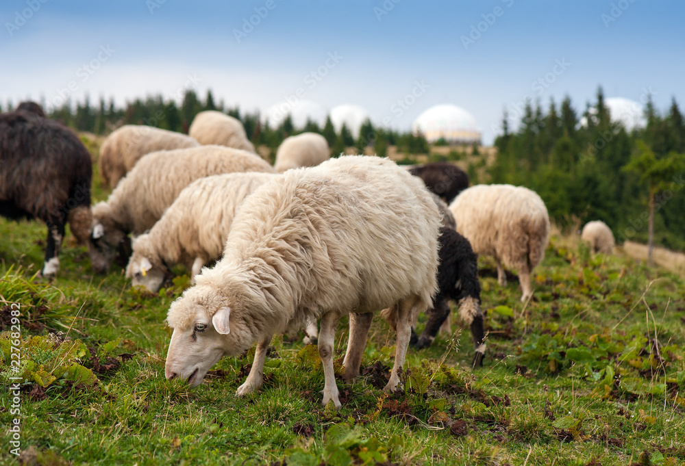 Herd of sheep graze on green pasture in the mountains. Young white and brown sheep graze on the farm. Herd of sheep graze on green pasture in the mountains. Young white and brown sheep graze on the farm.