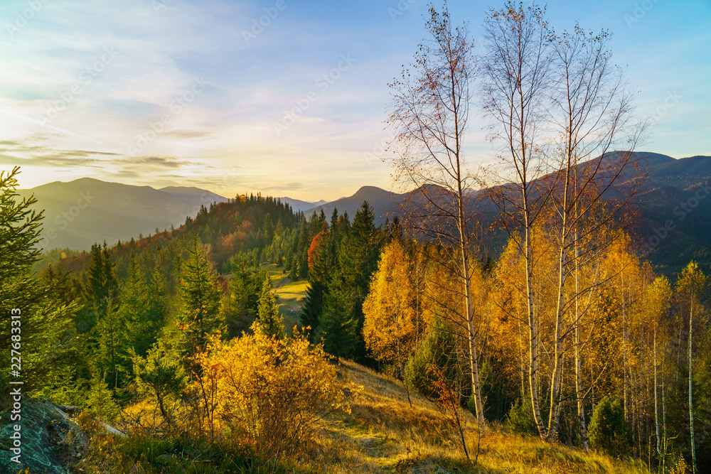 Beautiful morning landscape.  Colorful autumn trees on a hills in Carpathians, Ukraine. Colored sunrise in forested mountain slope. Scenic calm mood background.