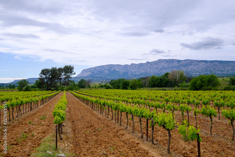 Vue sur la montagne Sainte-Victoire au printemps. Les vignobles au premier plan. Provence, France.