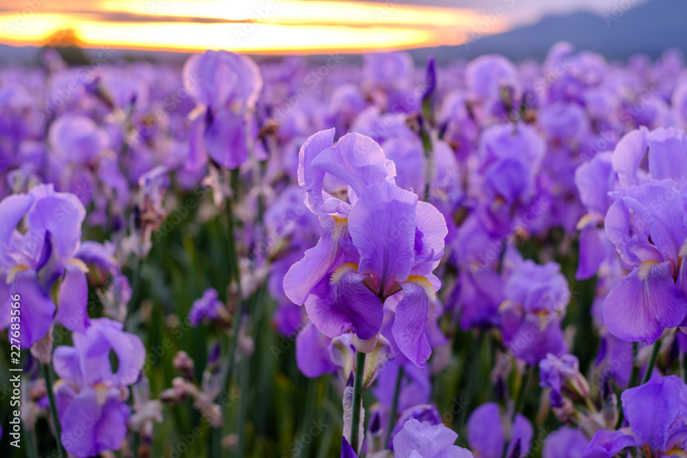 Champ d'iris pallida en Provence, France. Lever de soleil.