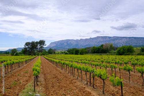 Obraz na płótnie Vue sur la montagne Sainte-Victoire au printemps. Les vignobles au premier plan. Provence, France. w salonie