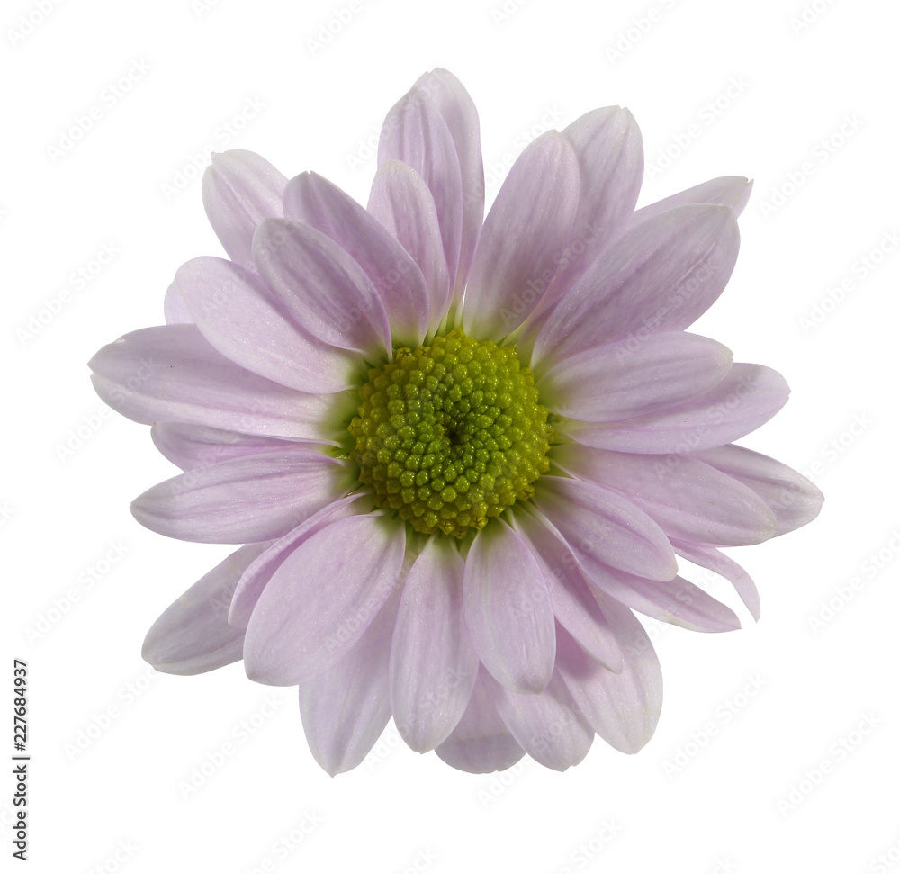 isolated daisy on the white background