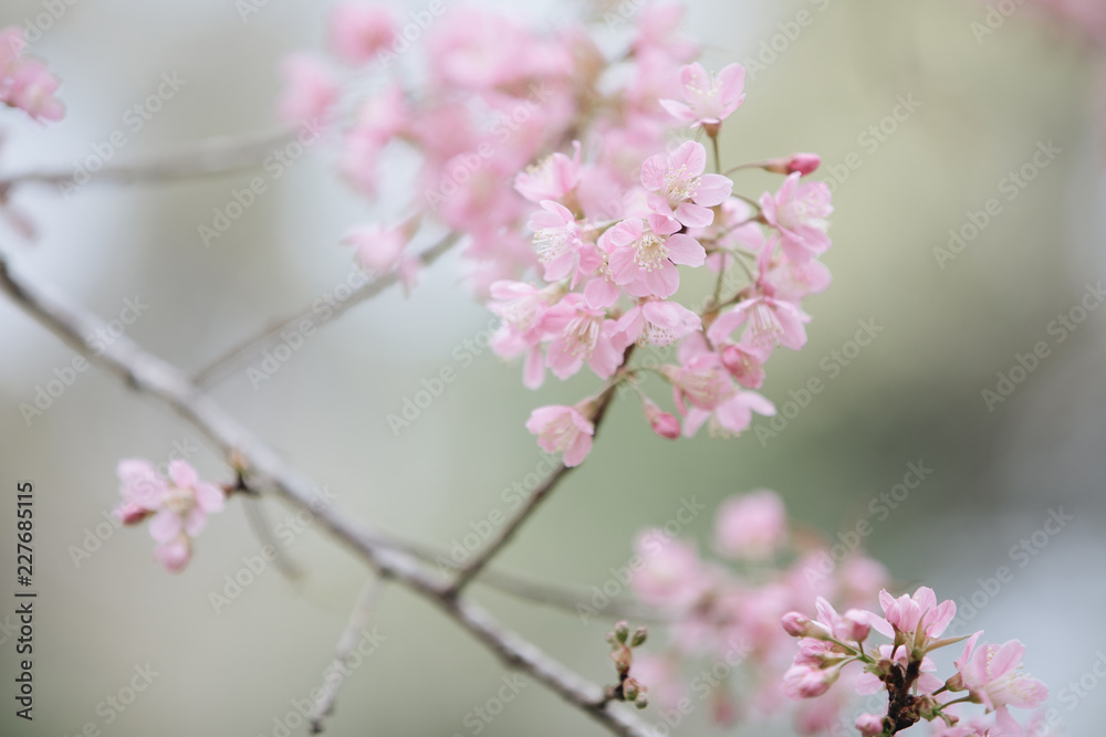 Cherry blossom pink flowers , Cherry flowers in small clusters on a cherry tree branch on pink background Cherry blossom pink flowers , Cherry flowers in small clusters on a cherry tree branch on pink background