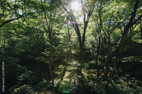 Japanese garden walkway with tree leaves film vintage style