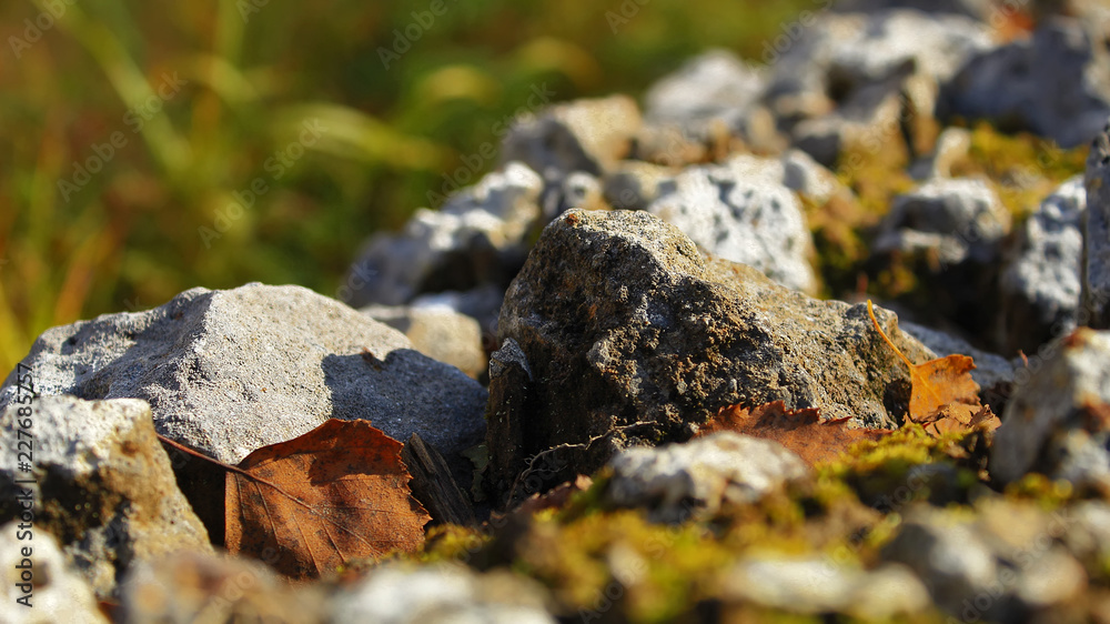 Nature in macro stone moss autumn evening sunset Nature in macro stone moss autumn evening sunset