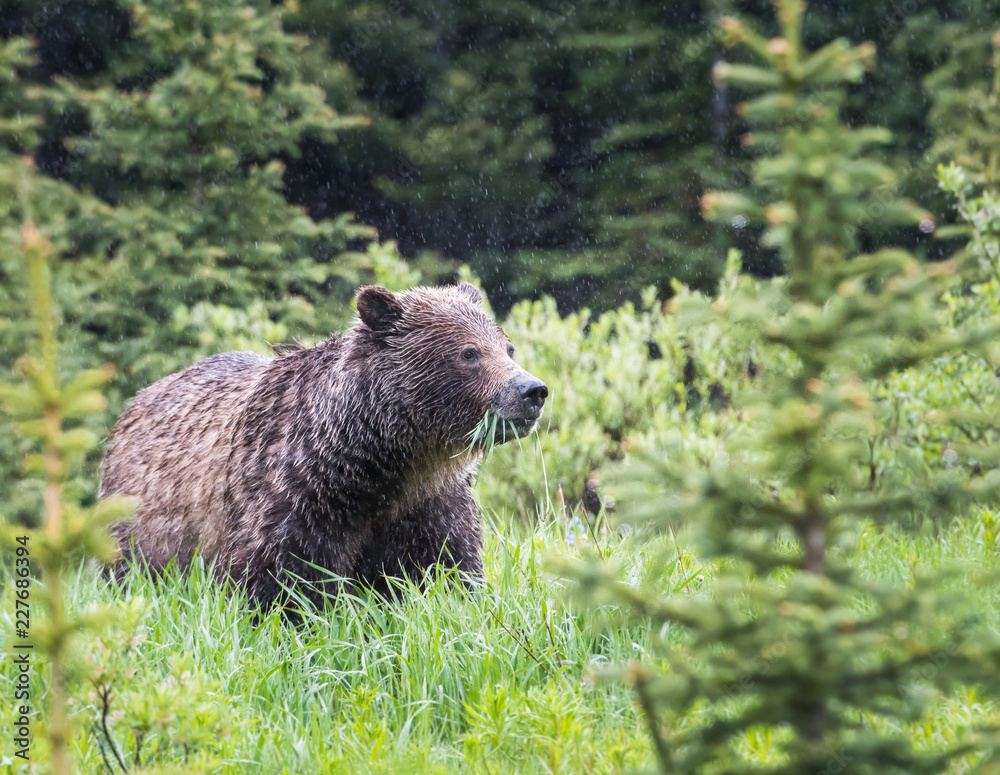 Fototapeta premium Grizzly bear in the wild