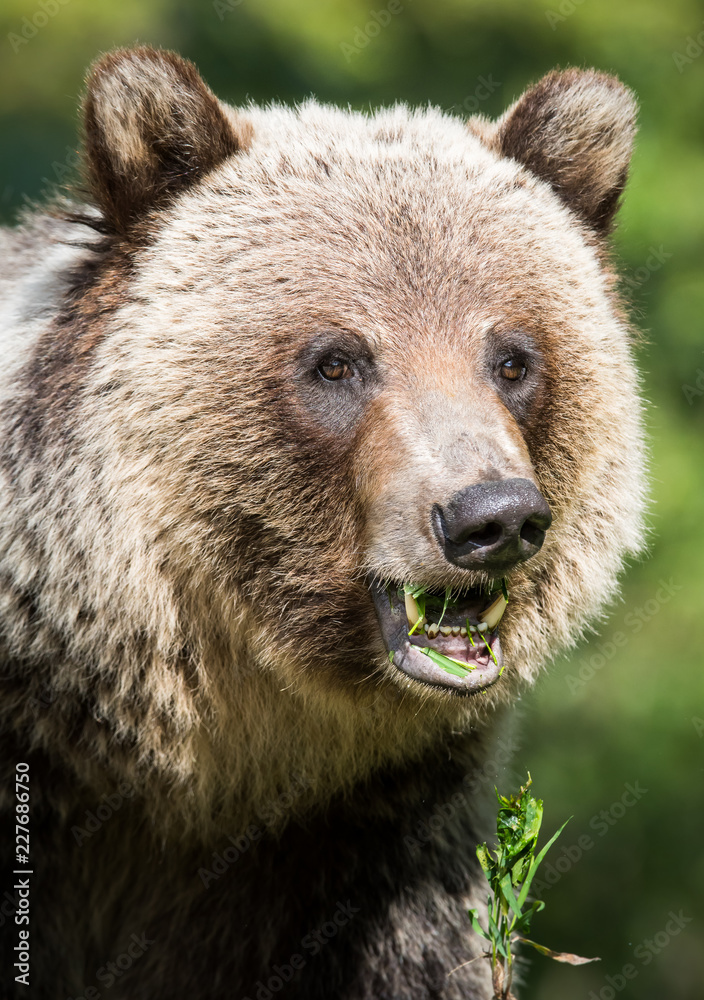 Obraz premium Grizzly bear in the wild