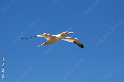 Northern Gannet (Morus Bassanus)