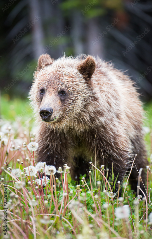 Fototapeta premium Grizzly bear in the wild