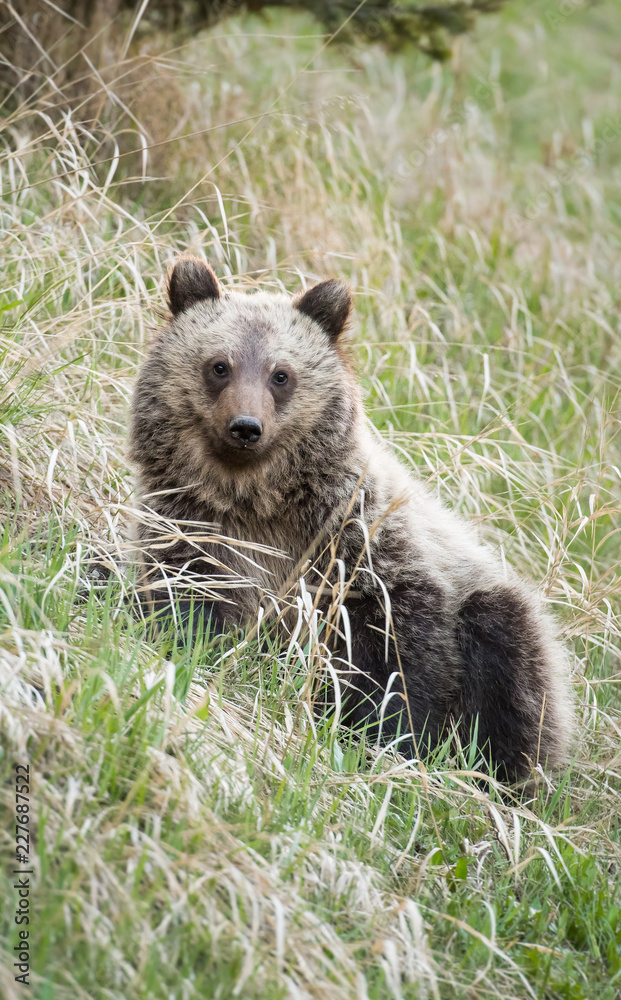 Obraz premium Grizzly bear in the wild
