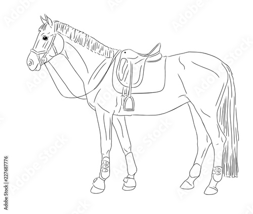 Vector illustration. Horse.