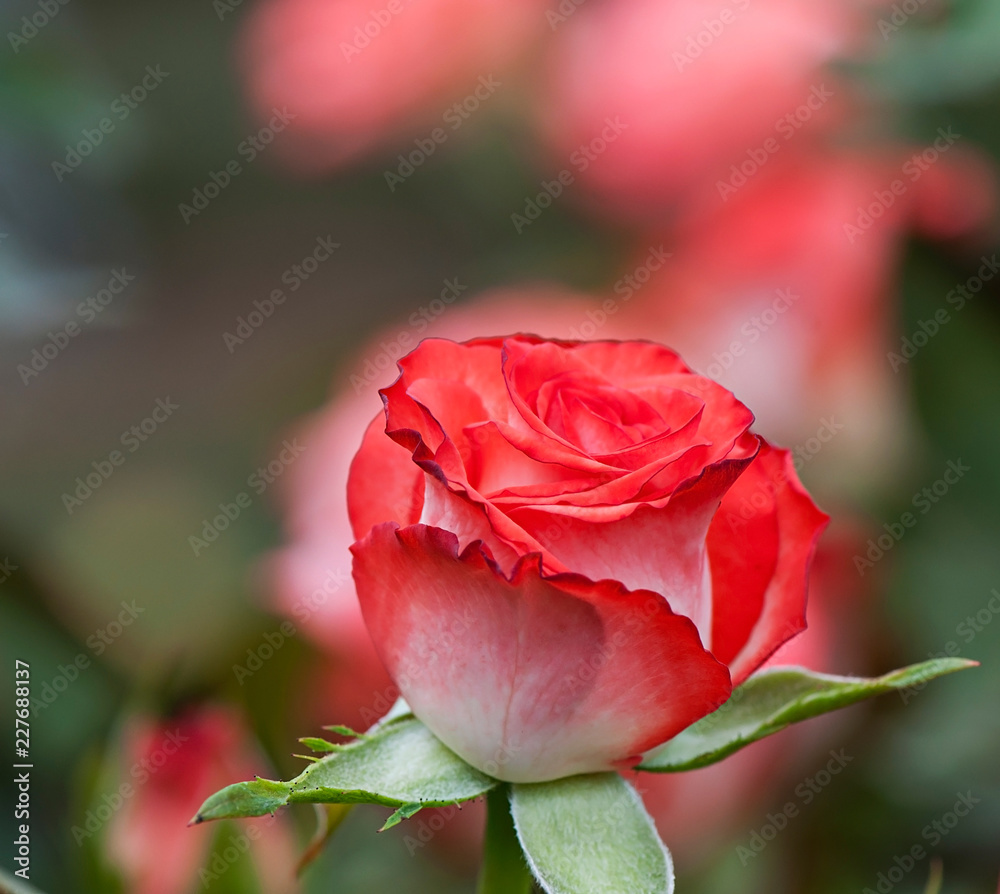 Rose flower on natural blurred background, flora - flowers.