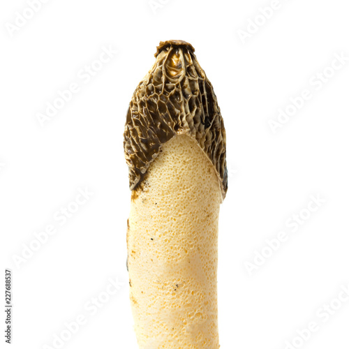 Poisonous mushroom Phallus impudicus looks like Morchella esculenta isolated on white background photo