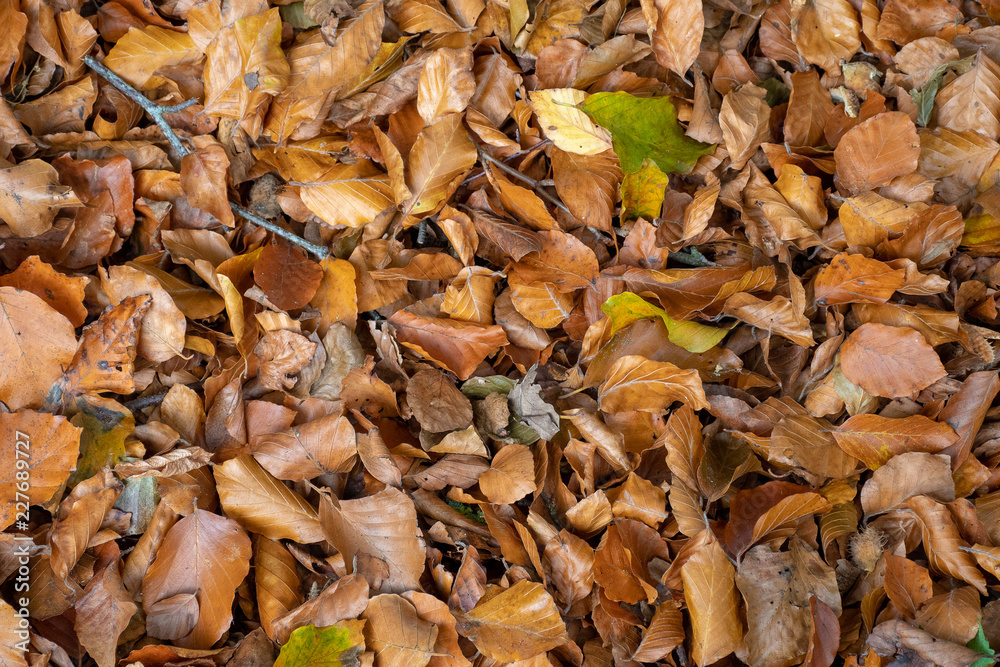 Fallen autumn leaves on the ground Fallen autumn leaves on the ground